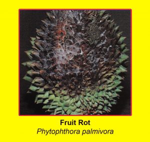 disease-fruit-rot-phytophthora-palmivora-1