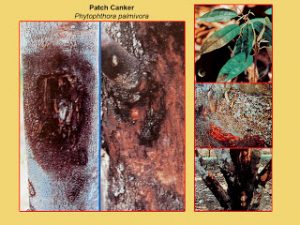 disease-patch-canker-phytophthora-palmivora-comp