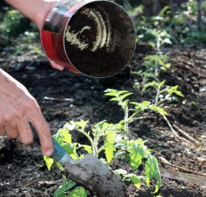 CÁCH TRỒNG CÀ CHUA ĐẠT NĂNG SUẤT CAO – HOW TO PLANT TOMATO TREE REACH HIGH PRODUCTIVITY
