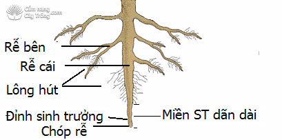 Cấu tạo của rễ cây