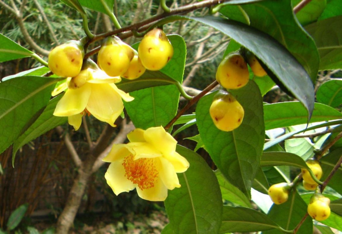 Giá trị đặc biệt của cây Trà Hoa Vàng (Camellia)