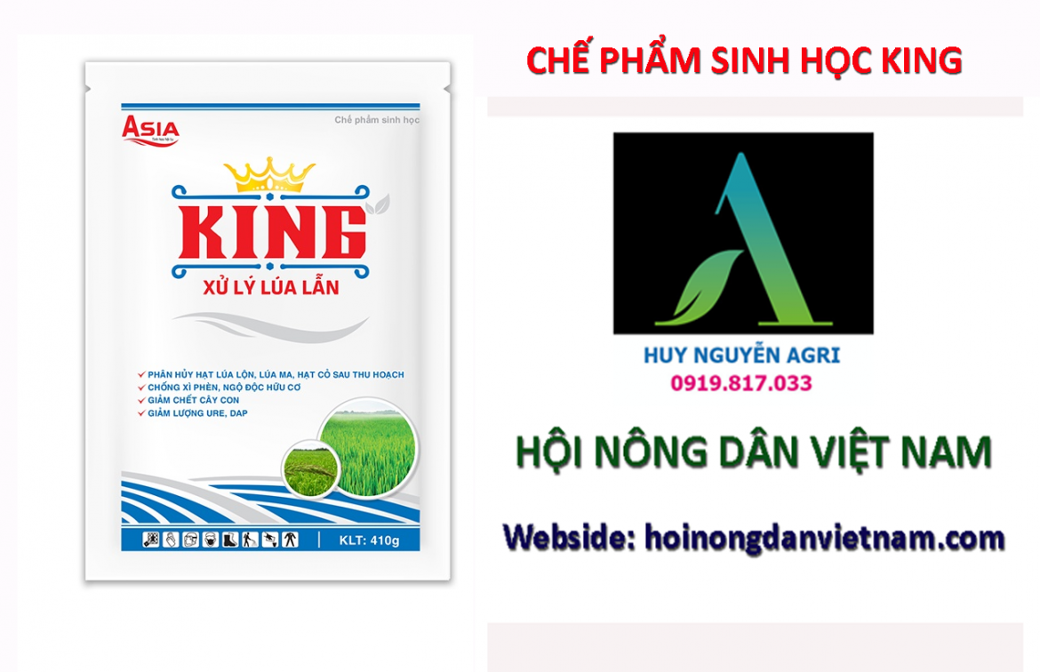 CHẾ PHẨM SINH HỌC KING ATT – Xử lý hạt lúa lẫn, lúa cơi. Phân hủy gốc rạ, chống ngộ độc hữu cơ – KLT: 410G – AGRI THUẬN THIÊN hoinongdanvietnam.com