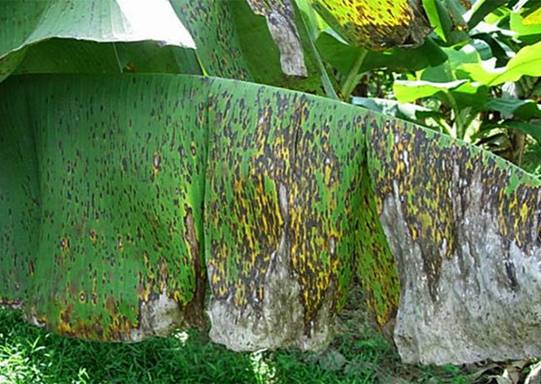 Cảnh báo bệnh đốm lá Sigatoka gây hại rất nguy hiểm trên cây chuối