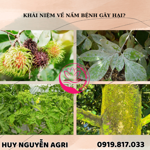 NẤM BỆNH HẠI CÂY NẤM BỆNH HẠI CÂY