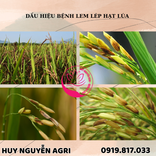 BỆNH LEM LÉP HẠT LÚA BỆNH LEM LÉP HẠT LÚA